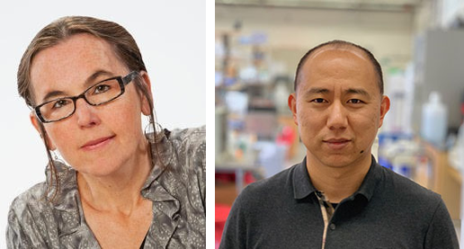 Investigator Awardees 2026