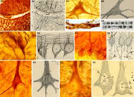 Cajal drawings